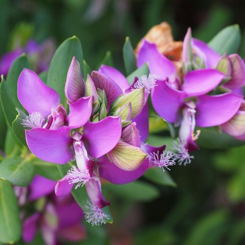 POLYGALA